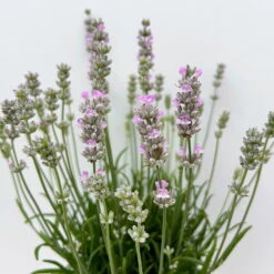 Lavendel Rosa, Topf-Ø 13 Cm, 3er-Set -LECHUZA || Elho Verkaufsgeschäft 0319200157 0319200158 lavandula angustifolia rosa 7 123847