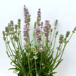 Lavendel Rosa, Topf-Ø 13 Cm, 3er-Set -LECHUZA || Elho Verkaufsgeschäft 0319200157 0319200158 lavandula angustifolia rosa 8 123848