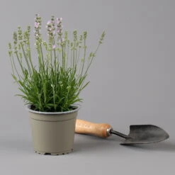 Lavendel Rosa, Topf-Ø 13 Cm, 3er-Set -LECHUZA || Elho Verkaufsgeschäft 0319200157 0319200158 lavandula angustifolia rosa 124069