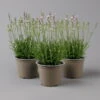 Lavendel Rosa, Topf-Ø 13 Cm, 3er-Set -LECHUZA || Elho Verkaufsgeschäft 0319200157 lavandula angustifolia rosa 124068