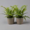 Goldschuppenfarn, Topf-Ø 17 Cm, 2er-Set 2 Goldschuppenfarn, Topf-Ø 17 Cm, 2er-Set -LECHUZA || Elho Verkaufsgeschäft 0319200159 dryopteris affinis t 126006