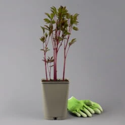 Kölle's Beste Edel-Pfingstrose 'Felix Crousse' Rot, 3 Liter Topf 9 Kölle's Beste Edel-Pfingstrose 'Felix Crousse' Rot, 3 Liter Topf -LECHUZA || Elho Verkaufsgeschäft 0320104227 paeonia lactiflora felix crousse 123852