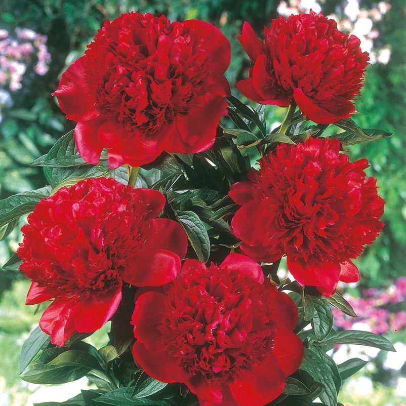 Kölle's Beste Edel-Pfingstrose 'Felix Crousse' Rot, 3 Liter Topf 3 Kölle's Beste Edel-Pfingstrose 'Felix Crousse' Rot, 3 Liter Topf