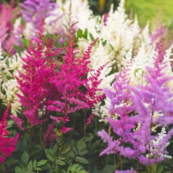 Prachtspiere 'Vision'®, Farbe Nach Verfügbarkeit, Topf-Ø 19 Cm 10 Prachtspiere 'Vision'®, Farbe Nach Verfügbarkeit, Topf-Ø 19 Cm -LECHUZA || Elho Verkaufsgeschäft 0320105811 Astilbe chin Vision Mix 4 111760