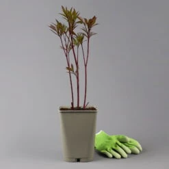 Kölle's Beste Pfingstrose 'Big Ben' Rot, 3 Liter Topf 9 Kölle's Beste Pfingstrose 'Big Ben' Rot, 3 Liter Topf -LECHUZA || Elho Verkaufsgeschäft 0320105872 paeonia big ben rot gefuellt 123855