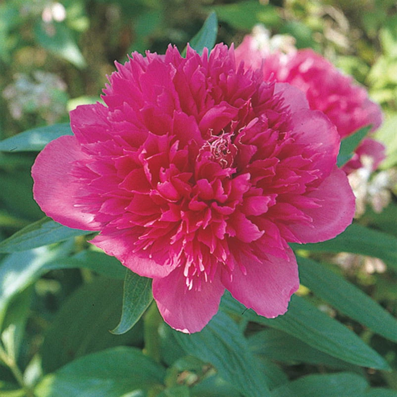 Kölle's Beste Pfingstrose 'Big Ben' Rot, 3 Liter Topf 3 Kölle's Beste Pfingstrose 'Big Ben' Rot, 3 Liter Topf