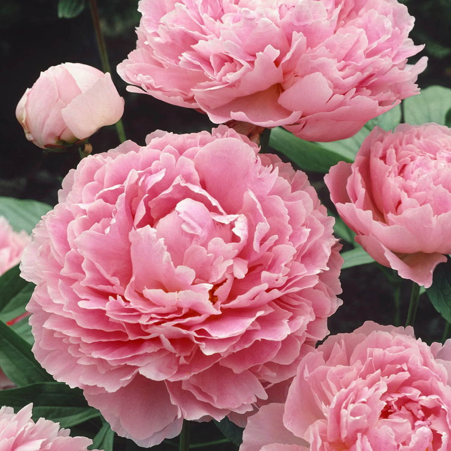 Kölle's Beste Edel-Pfingstrose 'Sarah Bernhardt" Hellrosa, 3 Liter Topf 3 Kölle's Beste Edel-Pfingstrose 'Sarah Bernhardt" Hellrosa, 3 Liter Topf