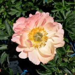 Pfingstrose 'Coral Sunset' Korallrosa-hellgelb, Topf 3 Liter -LECHUZA || Elho Verkaufsgeschäft 0320106809 Paeonia lactiflora Coral Sunset korallrosa hellgelb 2 112432