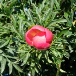 Pfingstrose 'Coral Sunset' Korallrosa-hellgelb, Topf 3 Liter -LECHUZA || Elho Verkaufsgeschäft 0320106809 Paeonia lactiflora Coral Sunset korallrosa hellgelb 6 112434