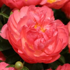 Pfingstrose 'Coral Sunset' Korallrosa-hellgelb, Topf 3 Liter -LECHUZA || Elho Verkaufsgeschäft 0320106809 Paeonia lactiflora Coral Suset korallrosa hellgelb 105911