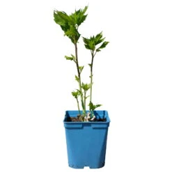 Staudenhibiskus 'Candy Crush' Dunkelrosa, Topf 5 Liter 11 Staudenhibiskus 'Candy Crush' Dunkelrosa, Topf 5 Liter -LECHUZA || Elho Verkaufsgeschäft 0320106812 Hibiscus mosch Candy Crush dunkelrosa 1 112005