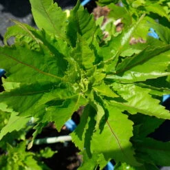 Staudenhibiskus 'Candy Crush' Dunkelrosa, Topf 5 Liter 10 Staudenhibiskus 'Candy Crush' Dunkelrosa, Topf 5 Liter -LECHUZA || Elho Verkaufsgeschäft 0320106812 Hibiscus mosch Candy Crush dunkelrosa 4 112002