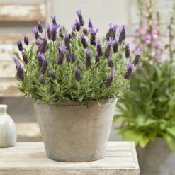 Lavendel 'Purple Flag' Violett, Topf-Ø 23 Cm 13 Lavendel 'Purple Flag' Violett, Topf-Ø 23 Cm -LECHUZA || Elho Verkaufsgeschäft 0320500671 Lavandula Lamorosia Purple Flag 19cm Topf Woud2 70211