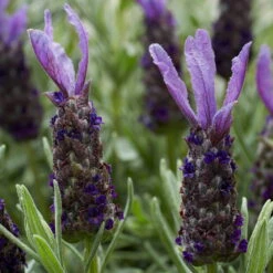 Lavendel 'Purple Flag' Violett, Topf-Ø 23 Cm 12 Lavendel 'Purple Flag' Violett, Topf-Ø 23 Cm -LECHUZA || Elho Verkaufsgeschäft 0320500671 Lavandula Lamorosia Purple Flag 19cm Topf Woud3 70210