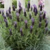 Lavendel 'Purple Flag' Violett, Topf-Ø 23 Cm -LECHUZA || Elho Verkaufsgeschäft 0320500671 Lavandula Lamorosia Purple Flag 19cm Topf Woud4 70209