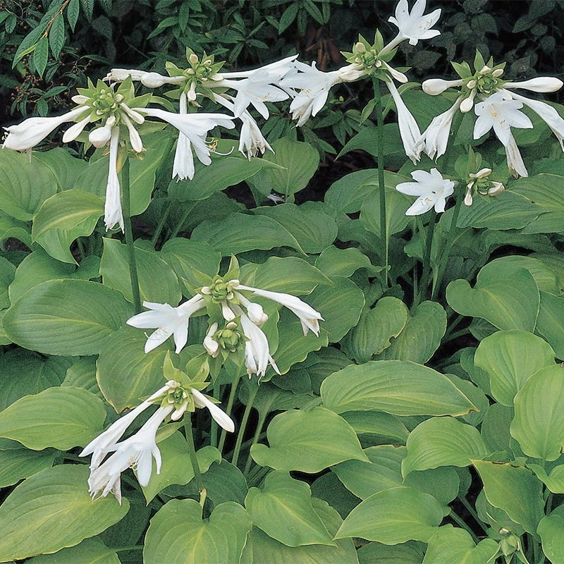 Funkie 'Royal Standard' Weiß, Topf-Ø 11 Cm, 3er-Set 3 Funkie 'Royal Standard' Weiß, Topf-Ø 11 Cm, 3er-Set