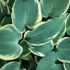 Weißrand-Funkie 'El Nino' Hellviolett, Topf-Ø 11 Cm, 3er-Set -LECHUZA || Elho Verkaufsgeschäft 0320600117 Hosta El Nino 6952