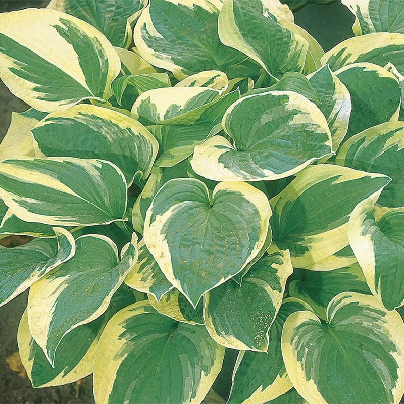 Funkie 'Frances Williams' Hellviolett, Topf-Ø 11 Cm, 3er-Set 3 Funkie 'Frances Williams' Hellviolett, Topf-Ø 11 Cm, 3er-Set