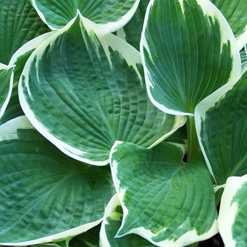 Funkie 'Barbara Ann' Weiß, Topf-Ø 11 Cm, 3er-Set 4 Funkie 'Barbara Ann' Weiß, Topf-Ø 11 Cm, 3er-Set – Bild 2