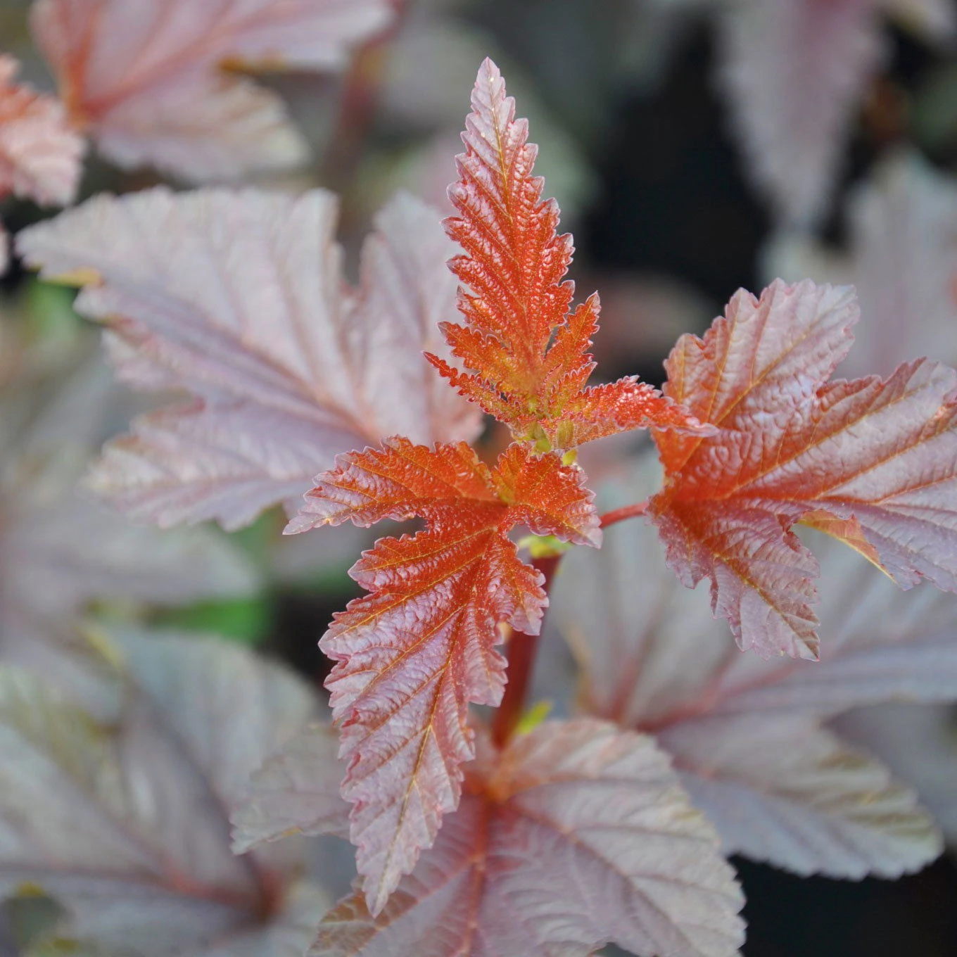 Rotlaubige Blasenspiere 'Lady In Red'®, Höhe 30-40 Cm, Topf 5 Liter 3 Rotlaubige Blasenspiere 'Lady In Red'®, Höhe 30-40 Cm, Topf 5 Liter