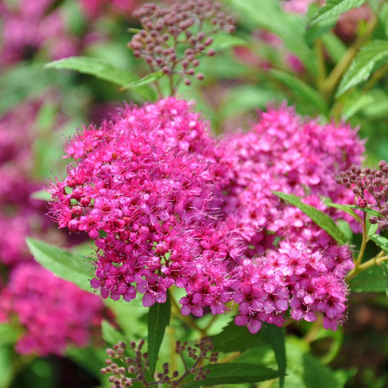Rote Sommerspiere 'Anthony Waterer', Karminrot, Höhe 30-40 Cm, Im 5 Lt. Topf 3 Rote Sommerspiere 'Anthony Waterer', Karminrot, Höhe 30-40 Cm, Im 5 Lt. Topf
