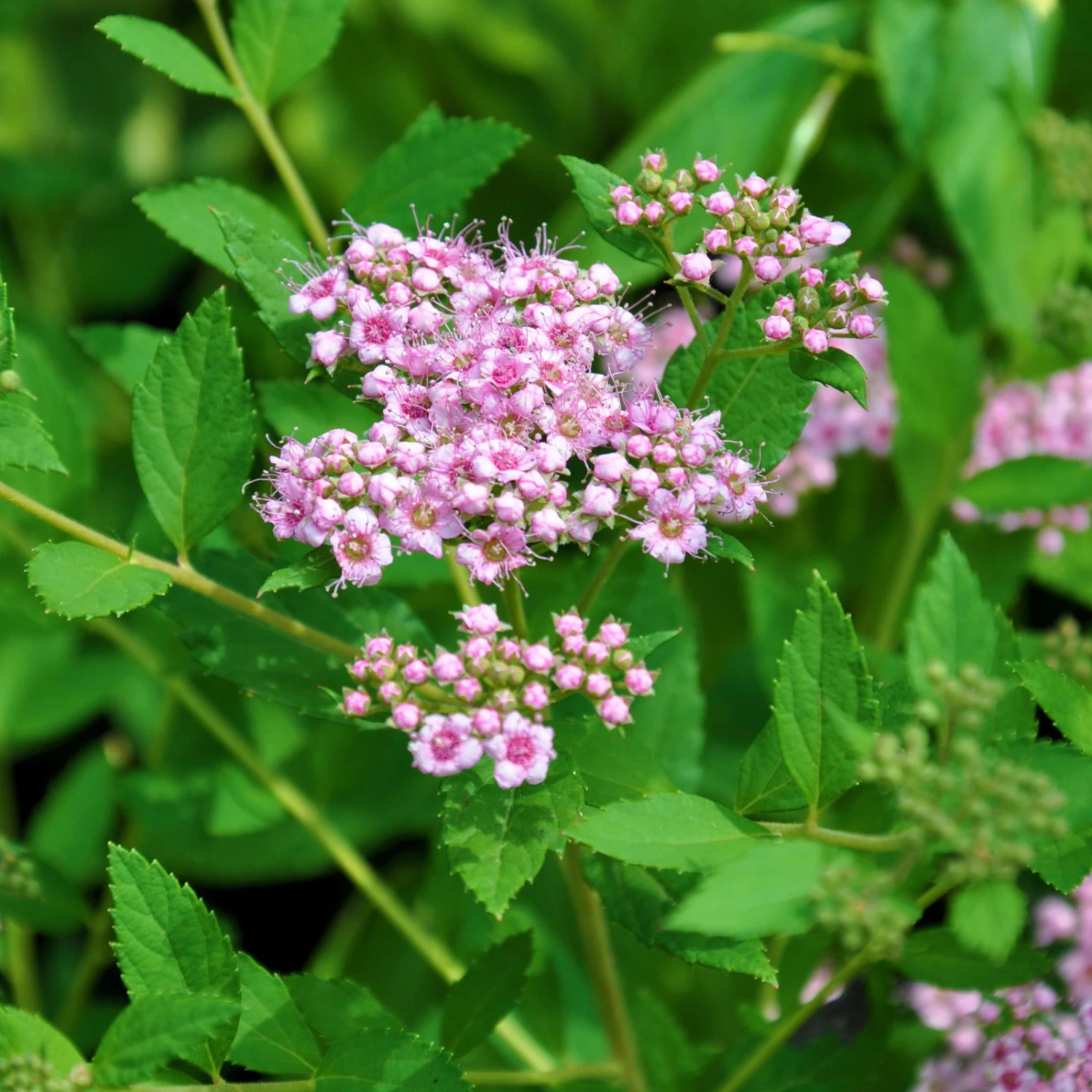 Zwergsommerspiere 'Little Princess', Rosa, Höhe 25-30 Cm, Im 5 Lt. Topf 3 Zwergsommerspiere 'Little Princess', Rosa, Höhe 25-30 Cm, Im 5 Lt. Topf
