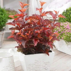 Kompakte Orangerote Blasenspiere 'Little Angel'(S), 4er-Set, Höhe 30-40 Cm -LECHUZA || Elho Verkaufsgeschäft 0410111493 Physocarpus opul Little Angel 2 93530