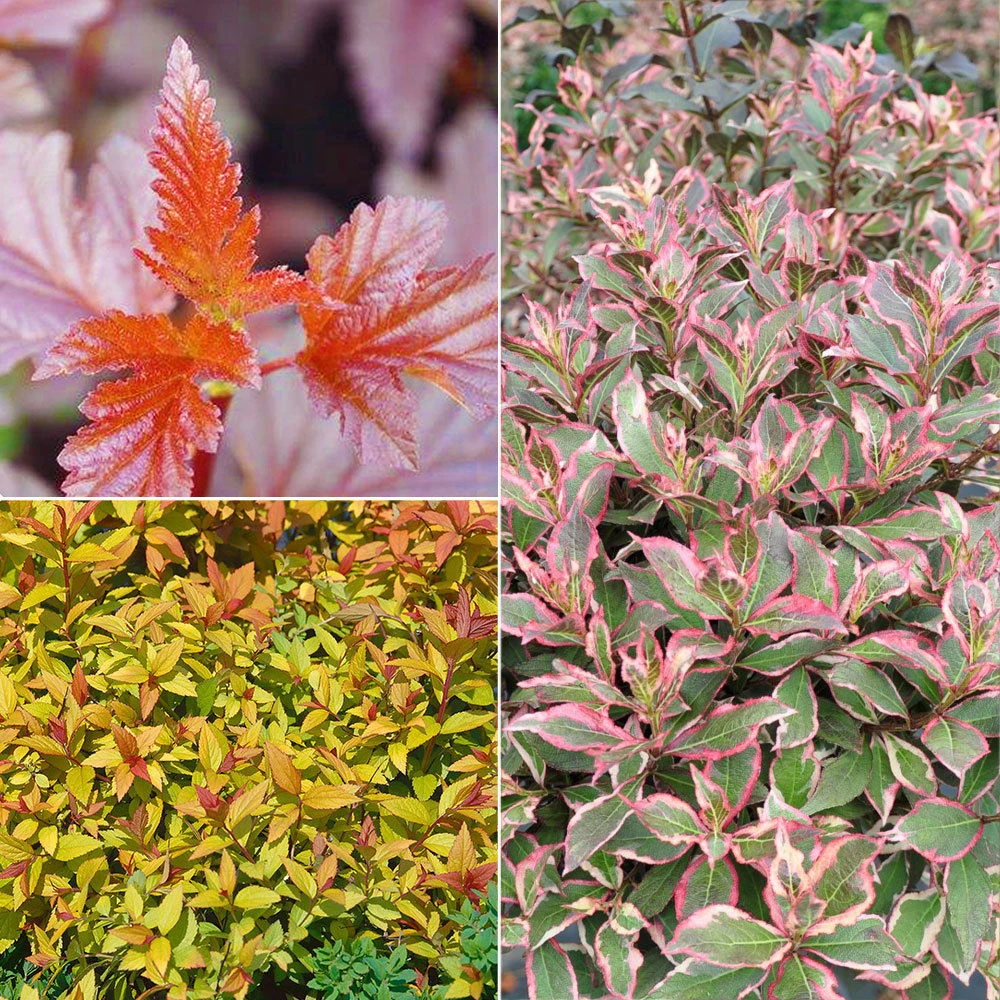 Gehölz-Set Buntlaubig, 3er-Set, Topf 3+4,6 Liter 3 Gehölz-Set Buntlaubig, 3er-Set, Topf 3+4,6 Liter