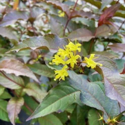 Schwarzrotlaubige Amerikanische Weigelie 'Kodiak® Black', 4er-Set, Topf 5 Liter 10 Schwarzrotlaubige Amerikanische Weigelie 'Kodiak® Black', 4er-Set, Topf 5 Liter -LECHUZA || Elho Verkaufsgeschäft 0410112158 Diervilla rivularis Kodiak Black 1 86934