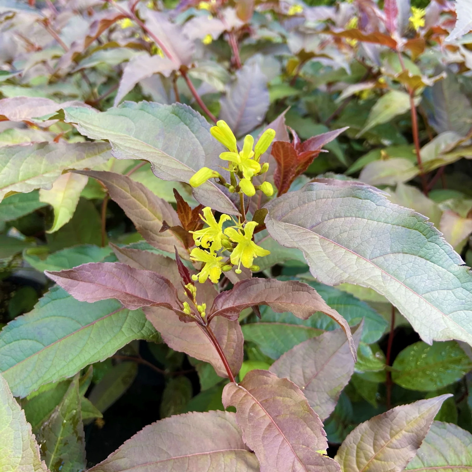 Schwarzrotlaubige Amerikanische Weigelie 'Kodiak® Black', 4er-Set, Topf 5 Liter 3 Schwarzrotlaubige Amerikanische Weigelie 'Kodiak® Black', 4er-Set, Topf 5 Liter