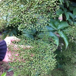 Großfruchtiger Schwarzer Holunder 'Sampo', Höhe 40-60 Cm 7 Großfruchtiger Schwarzer Holunder 'Sampo', Höhe 40-60 Cm -LECHUZA || Elho Verkaufsgeschäft 0410112186 Sambucus nigra Sampo1 86941