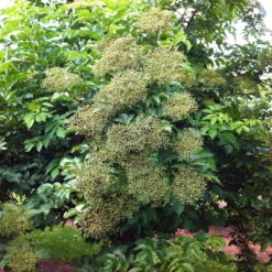 Schwarzer Holunder 'Haidegg 17', 3er-Set, Höhe 40-60 Cm, Topf 5 Liter 9 Schwarzer Holunder 'Haidegg 17', 3er-Set, Höhe 40-60 Cm, Topf 5 Liter -LECHUZA || Elho Verkaufsgeschäft 0410112659 Sambucus Haidegg 3er Set 1 111723