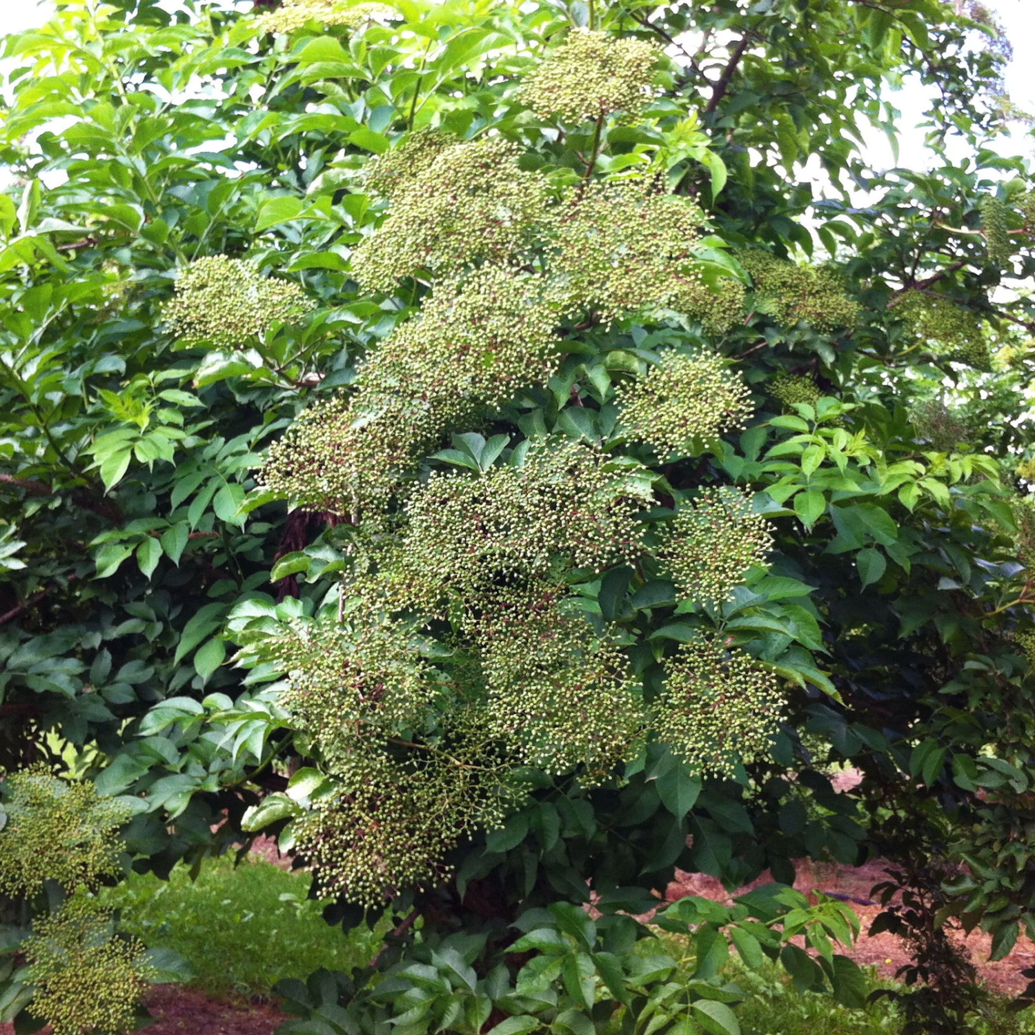 Schwarzer Holunder 'Haidegg 17', 3er-Set, Höhe 40-60 Cm, Topf 5 Liter 5 Schwarzer Holunder 'Haidegg 17', 3er-Set, Höhe 40-60 Cm, Topf 5 Liter – Bild 3