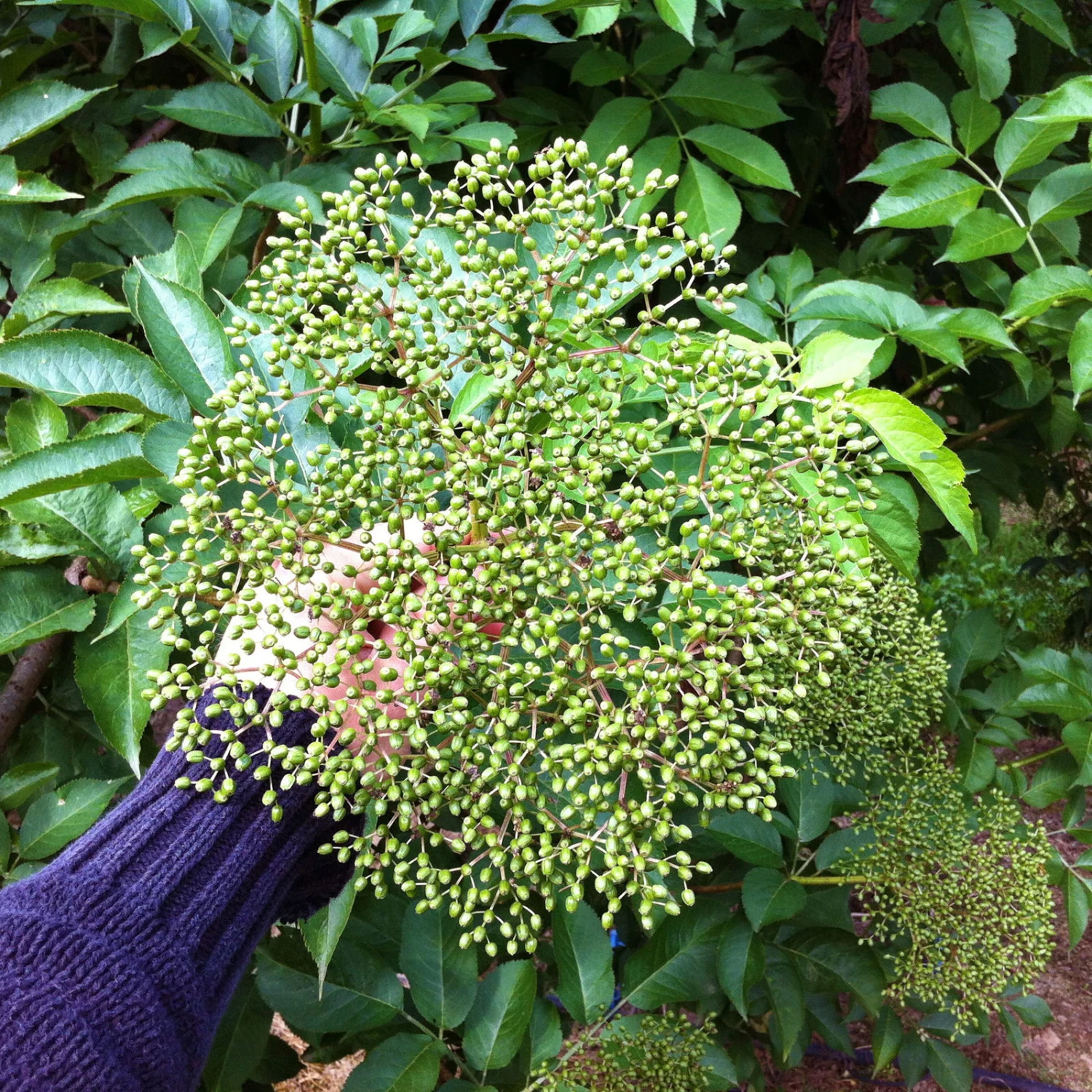 Schwarzer Holunder 'Haidegg 17', 3er-Set, Höhe 40-60 Cm, Topf 5 Liter 4 Schwarzer Holunder 'Haidegg 17', 3er-Set, Höhe 40-60 Cm, Topf 5 Liter – Bild 2