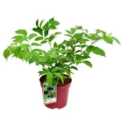 Schwarzer Holunder 'Haidegg 17', 3er-Set, Höhe 40-60 Cm, Topf 5 Liter