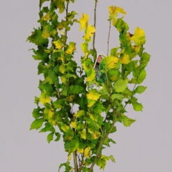 Goldulme 'Wredei', Höhe 40-60 Cm, Topf 4 Liter, 2er-Set -LECHUZA || Elho Verkaufsgeschäft 0410112931 plmus carp. wredei 2er set 1 117664