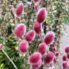 Salix Rotkätzchen®, 50 Cm Im Co 3 Lt. Topf 2 Salix Rotkätzchen®, 50 Cm Im Co 3 Lt. Topf -LECHUZA || Elho Verkaufsgeschäft 0410200164 0410200165 Salix Rotkaetzchen 1 87293