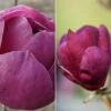 2er-Set Magnolien 'Besonderheiten Purpurrot' 'Black Tulip'®, 'Genie'®, Höhe 40-60 Cm, Im 5 Liter Topf 1 2er-Set Magnolien 'Besonderheiten Purpurrot' 'Black Tulip'®, 'Genie'®, Höhe 40-60 Cm, Im 5 Liter Topf -LECHUZA || Elho Verkaufsgeschäft 0410250591 Magnolien Set Besonderheiten neu 89997