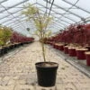 Japanischer Fächerahorn 'Butterfly', Höhe 60 - 80 Cm, Topf 7,5 Liter -LECHUZA || Elho Verkaufsgeschäft 0410300898 acer butterfly 1 124002