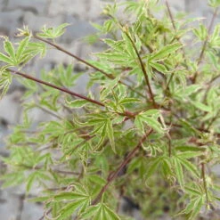 Japanischer Fächerahorn 'Butterfly', Höhe 60 - 80 Cm, Topf 7,5 Liter 21 Japanischer Fächerahorn 'Butterfly', Höhe 60 - 80 Cm, Topf 7,5 Liter -LECHUZA || Elho Verkaufsgeschäft 0410300898 acer butterfly 6 124004