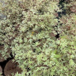 Japanischer Fächerahorn 'Butterfly', Höhe 60 - 80 Cm, Topf 7,5 Liter 22 Japanischer Fächerahorn 'Butterfly', Höhe 60 - 80 Cm, Topf 7,5 Liter -LECHUZA || Elho Verkaufsgeschäft 0410300898 acer butterfly 7 124005