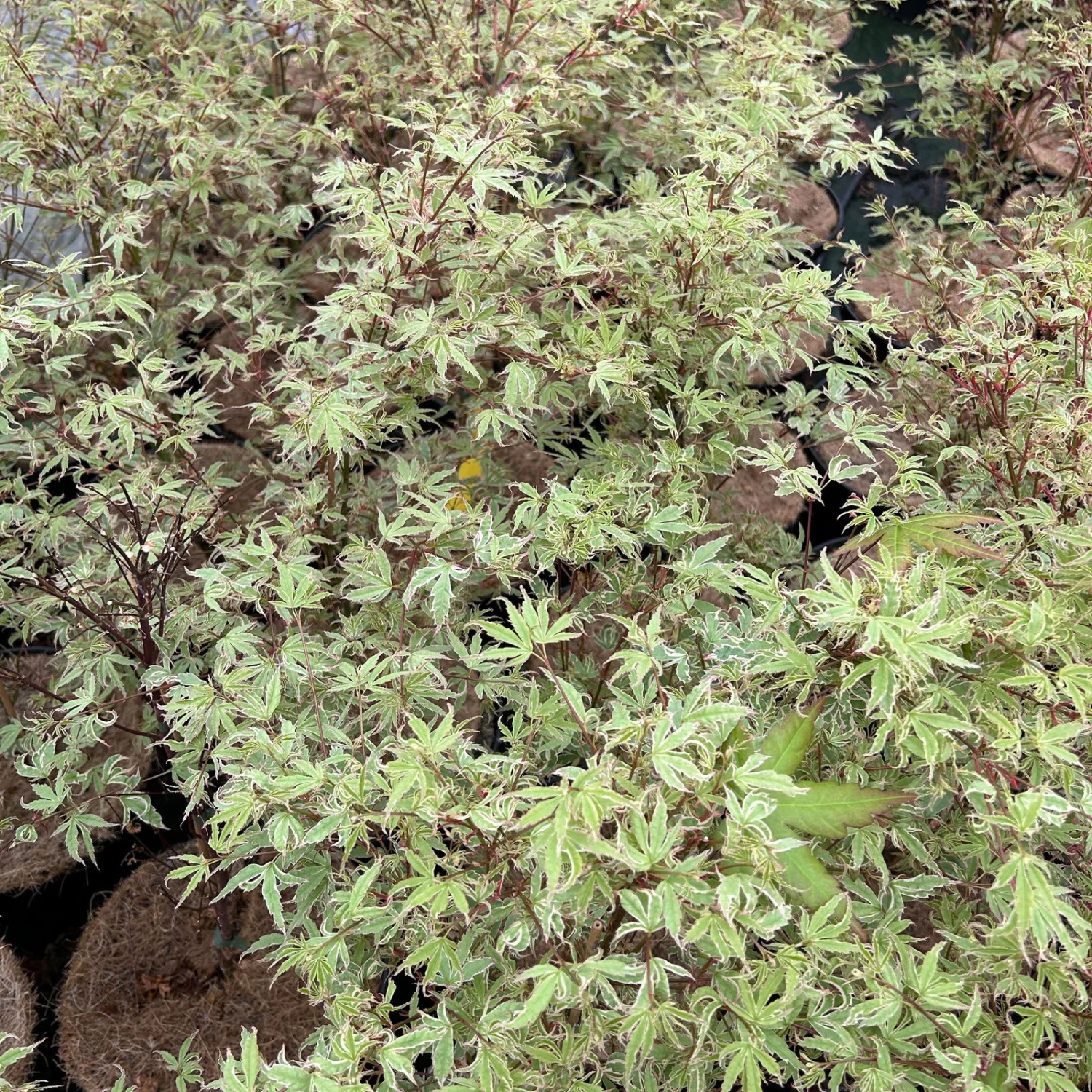 Japanischer Fächerahorn 'Butterfly', Höhe 60 - 80 Cm, Topf 7,5 Liter 11 Japanischer Fächerahorn 'Butterfly', Höhe 60 - 80 Cm, Topf 7,5 Liter – Bild 9