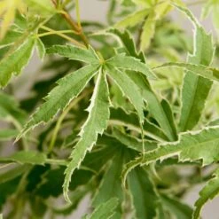 Japanischer Fächerahorn 'Butterfly', Höhe 60 - 80 Cm, Topf 7,5 Liter 15 Japanischer Fächerahorn 'Butterfly', Höhe 60 - 80 Cm, Topf 7,5 Liter -LECHUZA || Elho Verkaufsgeschäft 0410301072 Acer palm Butterfly Son und Koot 1 84625