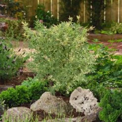 Japanischer Fächerahorn 'Butterfly', Höhe 60 - 80 Cm, Topf 7,5 Liter 16 Japanischer Fächerahorn 'Butterfly', Höhe 60 - 80 Cm, Topf 7,5 Liter -LECHUZA || Elho Verkaufsgeschäft 0410301072 Acer palm Butterfly Son und Koot 3 84626