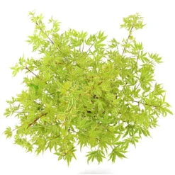 Japanischer Fächerahorn 'Butterfly', Höhe 60 - 80 Cm, Topf 7,5 Liter 18 Japanischer Fächerahorn 'Butterfly', Höhe 60 - 80 Cm, Topf 7,5 Liter -LECHUZA || Elho Verkaufsgeschäft 0410301072 Acer palm Butterfly Son und Koot 4 84629