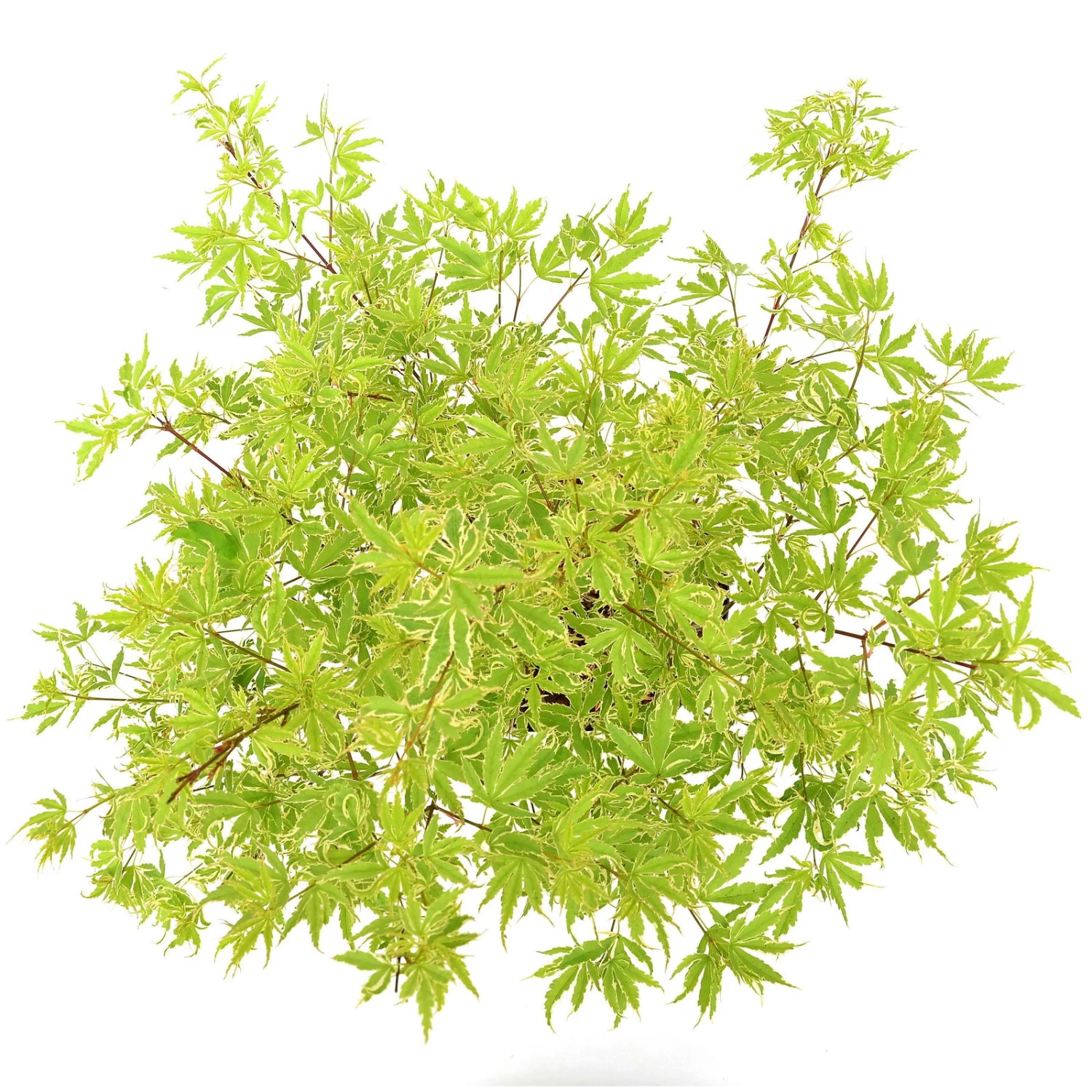 Japanischer Fächerahorn 'Butterfly', Höhe 60 - 80 Cm, Topf 7,5 Liter 7 Japanischer Fächerahorn 'Butterfly', Höhe 60 - 80 Cm, Topf 7,5 Liter – Bild 5