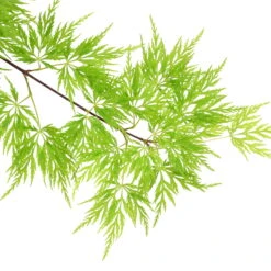 Fächerahorn 'Emerald Lace', Höhe 60-80 Cm, Topf 10 Liter 14 Fächerahorn 'Emerald Lace', Höhe 60-80 Cm, Topf 10 Liter -LECHUZA || Elho Verkaufsgeschäft 0410301299 Acer palm Emerald Lace 120008