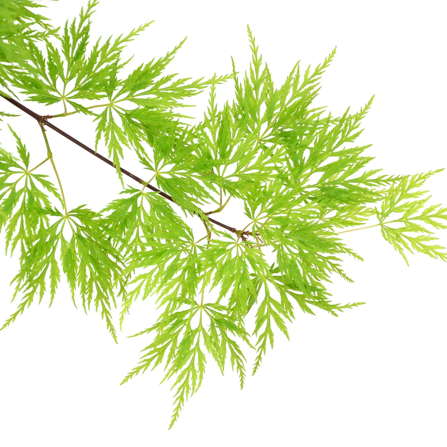 Fächerahorn 'Emerald Lace', Höhe 60-80 Cm, Topf 10 Liter 6 Fächerahorn 'Emerald Lace', Höhe 60-80 Cm, Topf 10 Liter – Bild 4