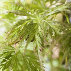 Fächerahorn 'Emerald Lace', Höhe 60-80 Cm, Topf 10 Liter 12 Fächerahorn 'Emerald Lace', Höhe 60-80 Cm, Topf 10 Liter -LECHUZA || Elho Verkaufsgeschäft 0410301299 Acer palm Emerald Lace 1 1 120006