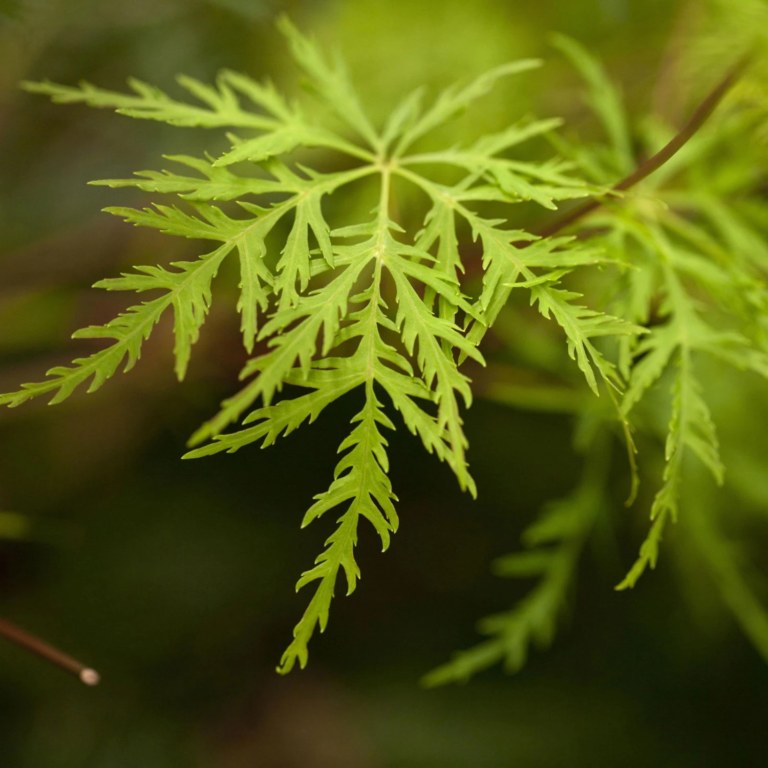 Fächerahorn 'Emerald Lace', Höhe 60-80 Cm, Topf 10 Liter 5 Fächerahorn 'Emerald Lace', Höhe 60-80 Cm, Topf 10 Liter – Bild 3